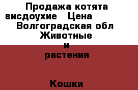  Продажа котята висдоухие › Цена ­ 3 500 - Волгоградская обл. Животные и растения » Кошки   . Волгоградская обл.